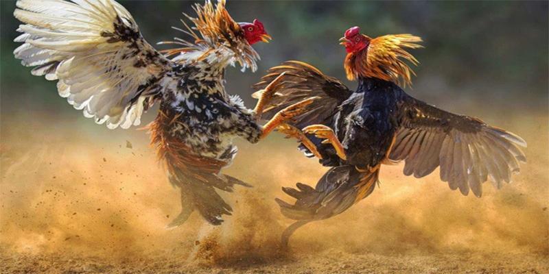 Đá gà C1 – Giới thiệu hình thức thi đấu nổi tiếng