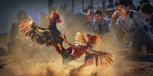 Đá gà cựa sắt